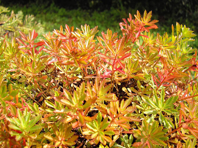 Phedimus sichotensis photo